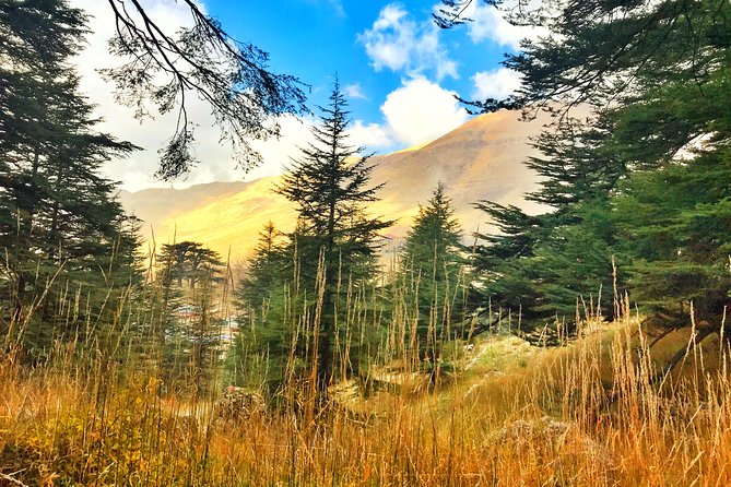 Cedars, Bsharre & Kozhaya Day Tour - Getting There Comfortably From Beirut at 8:30 AM