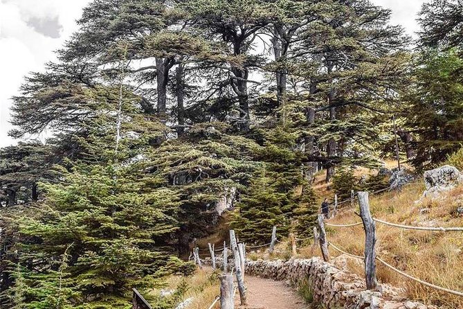 Cedars of Lebanon, Qozhaya, & Bcharre - With Lunch (4G on Board) - Cedars of God: the grove walk, the cedar souks, and why UNESCO matters