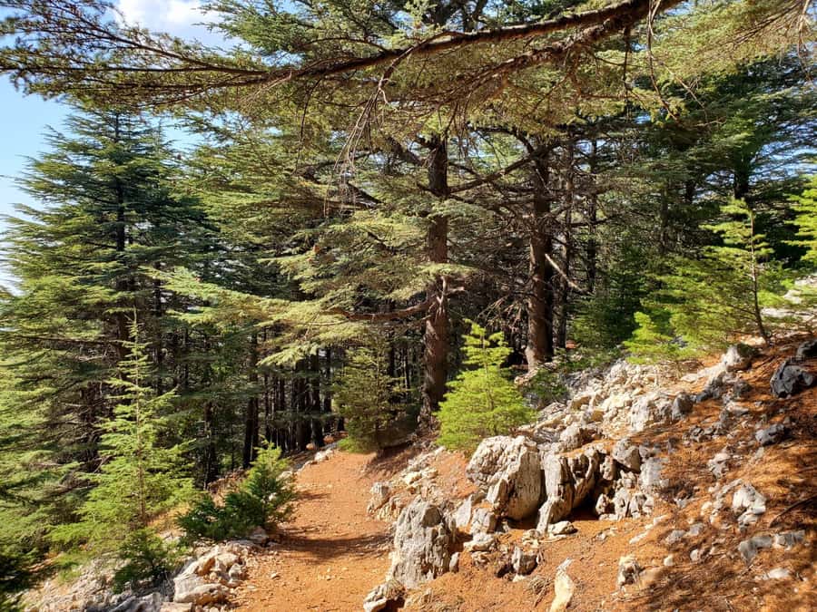 Cedars Shouf & Beiteddine w/pick-up, guide, entries+lunch - Al Shouf Cedar Nature Reserve: where the walk is easy and the story is not