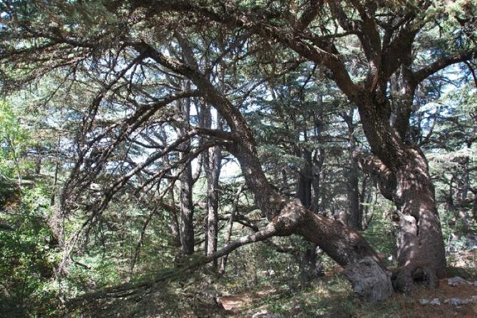 Chouf Charm: Private Journey Through Lebanon's Historic Heartland - Private door-to-door Chouf transport from Beirut