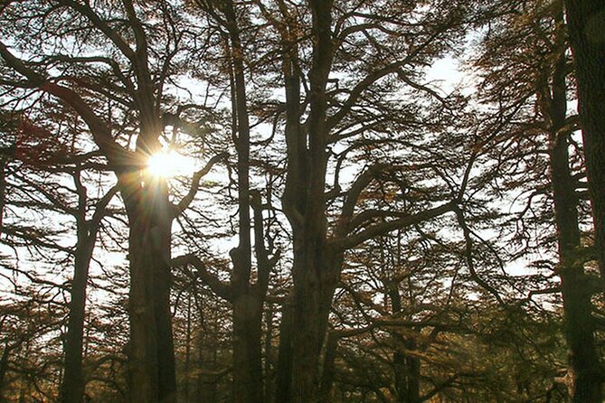 Full-Day Guided Tour of Northern Lebanon with Hotel Pickup - Guides Like Albert and Hassane: What You Should Expect From the Host