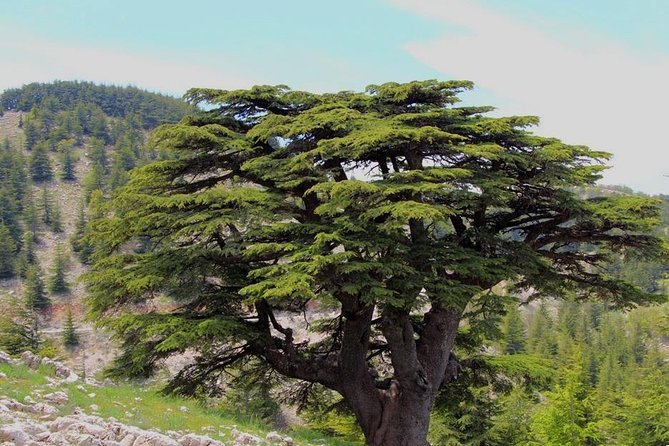 Guided small group to Cedars Reserve & Beiteddine w/lunch+entries - Deir el Qamar Brunch Break: A Village That Used to Be the Capital