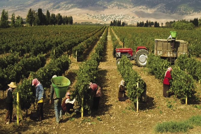 Journey Through Lebanese Wine: A Private Tour in the Beqaa Valley - Who this Beqaa wine tour suits best