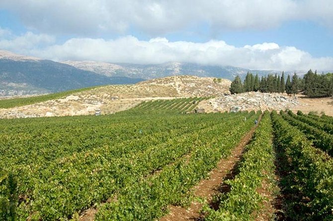 PRIVATE Wine Tasting Tour to the Bekaa Valey Fabulous Wineries - Chateau Ksara stop: finishing with a memorable third tasting