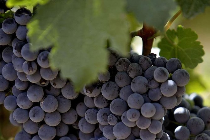 PRIVATE Wine Tasting Tour to the Bekaa Valey Fabulous Wineries - Pacing, timing, and how to enjoy the tastings