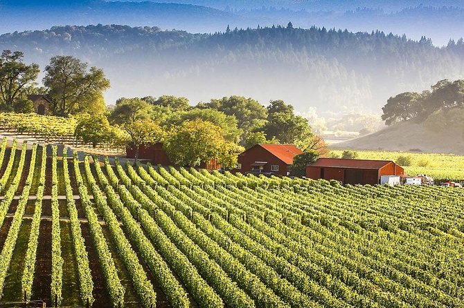 PRIVATE Wine Tasting Tour to the Bekaa Valey Fabulous Wineries - Private tour comfort: your group, your pace