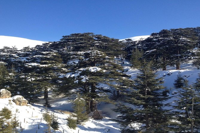 Small Group Tours to Qadisha Valley, Bcharre and Cedars with lunch and all fees - Bcharré: the city of churches, Khalil Gibran’s hometown, and quick cedar-town breaks